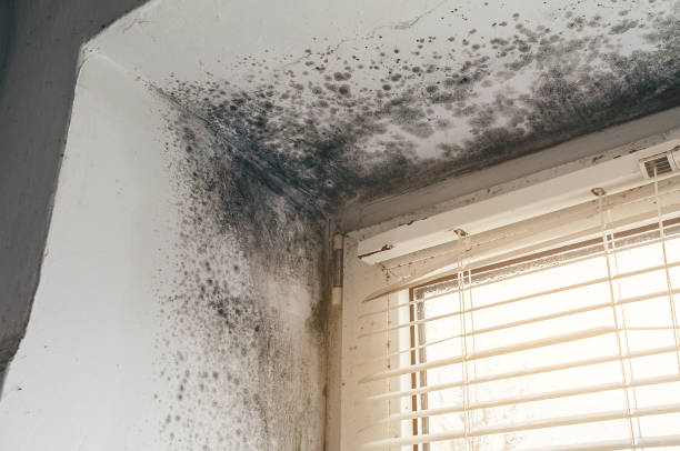 Affordable Mold Cleanup solutions in Hutto, TX